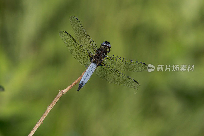 稀有追逐蜻蜓(Libellula fulva)